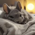 do chinchillas sleep with their eyes open