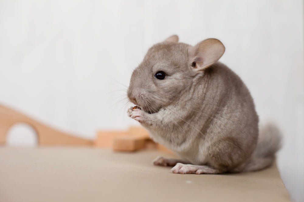 Best Apps to Track Chinchilla Health And Care: Ultimate Guide