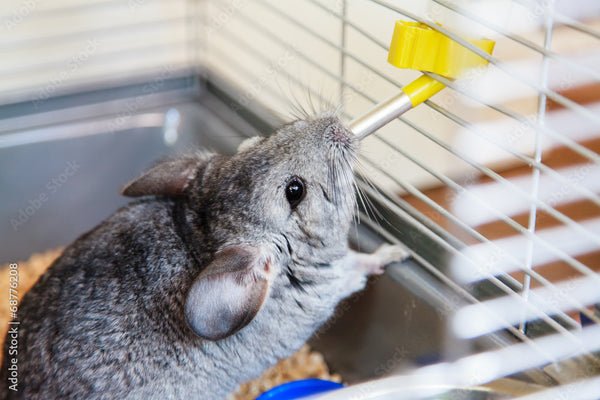 Can Chinchillas Drink Tap Water Or Bottled Water: Essential Guide