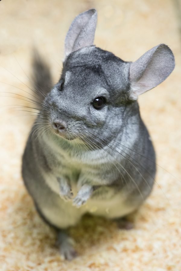 How Often Should Chinchillas Get Treats: Expert Tips Revealed