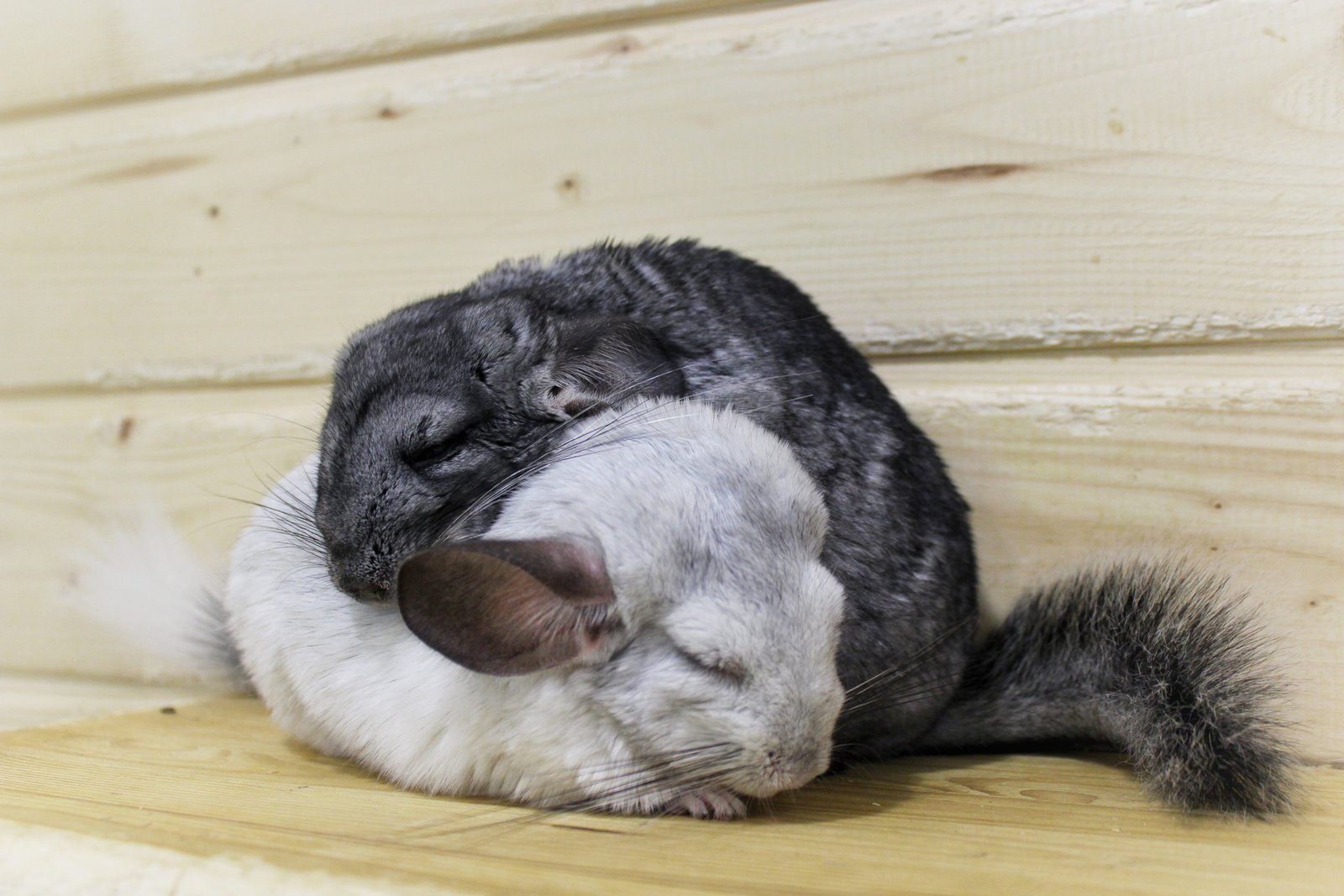 How to Bond Two Chinchillas Together: Expert Tips for Success