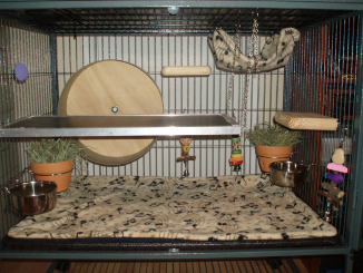 How to Litter Train a Chinchilla: Easy Steps for Success