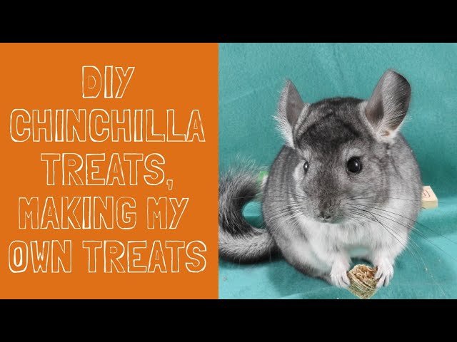How to Make Homemade Chinchilla Treats Safely: Easy & Nutritious Guide