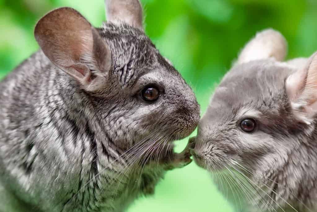 How to Make Travel Less Stressful for Chinchillas: Expert Tips