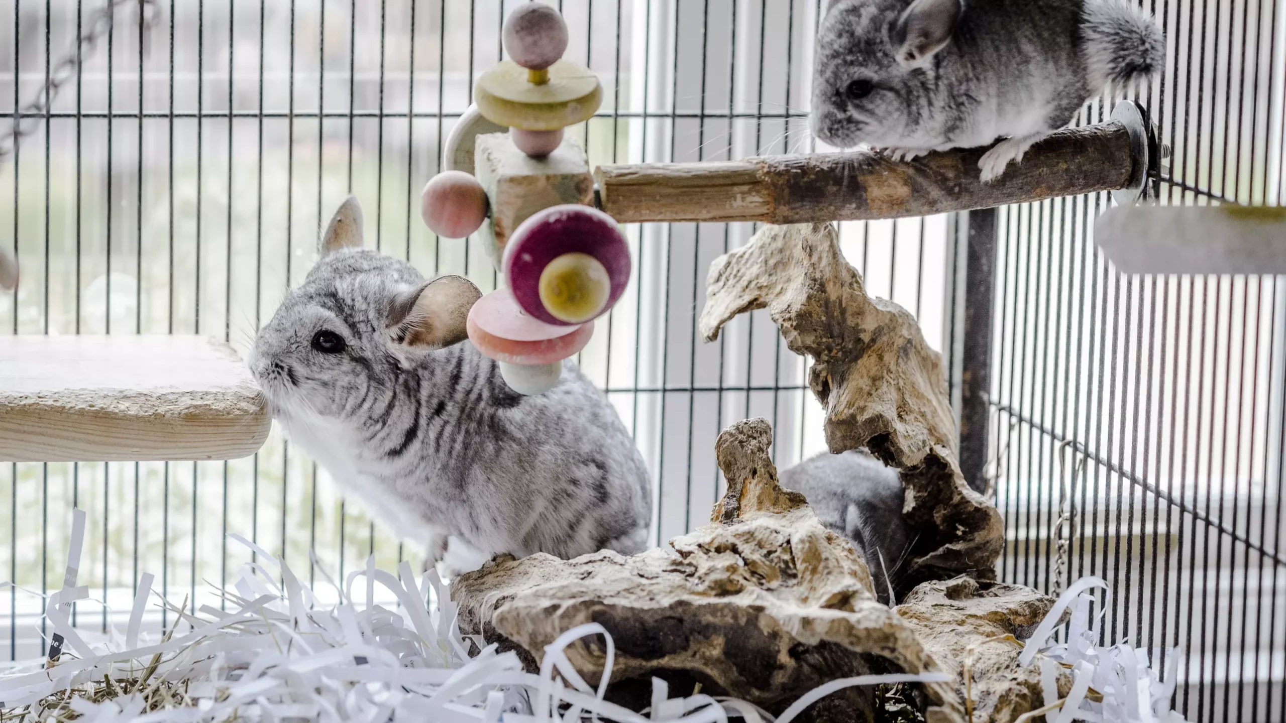 How to Safely Handle a Nervous Chinchilla: Expert Tips Revealed