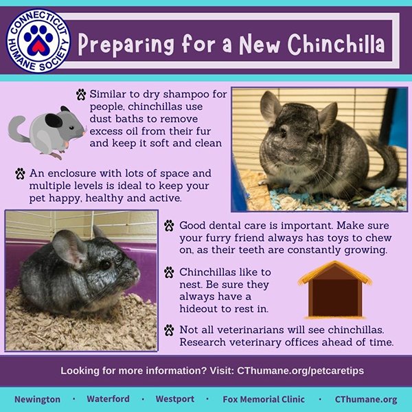 How to Spot Dental Issues in Chinchillas Early: Essential Tips