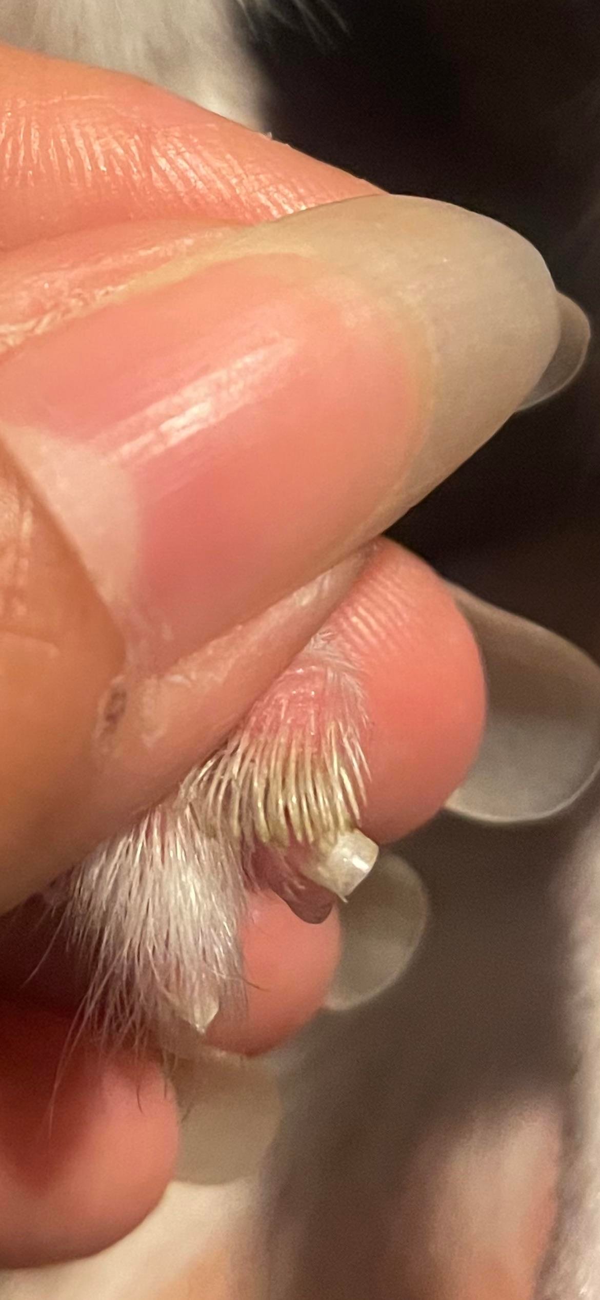 How to Trim a Chinchilla’S Nails Safely: Easy & Stress-Free Tips