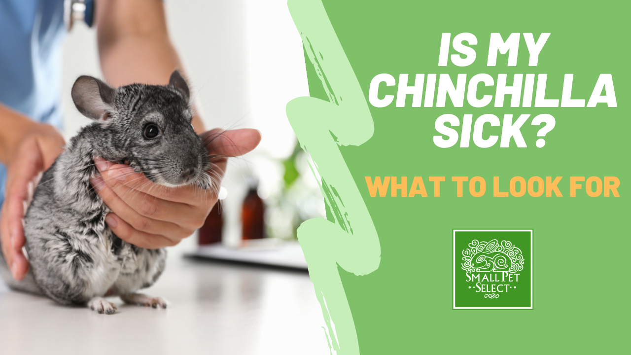 Signs of Poor Nutrition in Chinchillas: Warning Signals Revealed