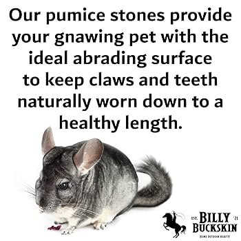 What Snacks Help Wear down Chinchilla Teeth: Top Healthy Choices