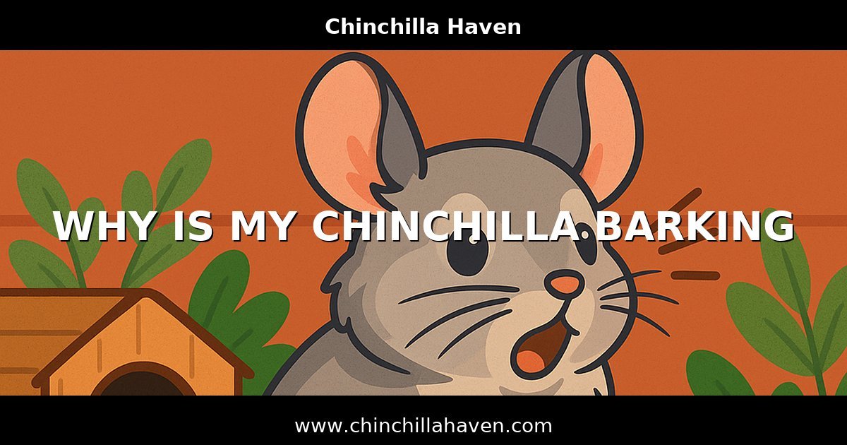 Why Is My Chinchilla Barking? Causes, Sounds & Care Tips
